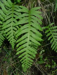 Polypodium vulgare. Adaxial surfaces of pinnatisect fertile fronds.
 Image: L.R. Perrie © Leon Perrie CC BY-NC 3.0 NZ